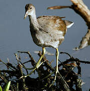 Gallinule poule-d'eau