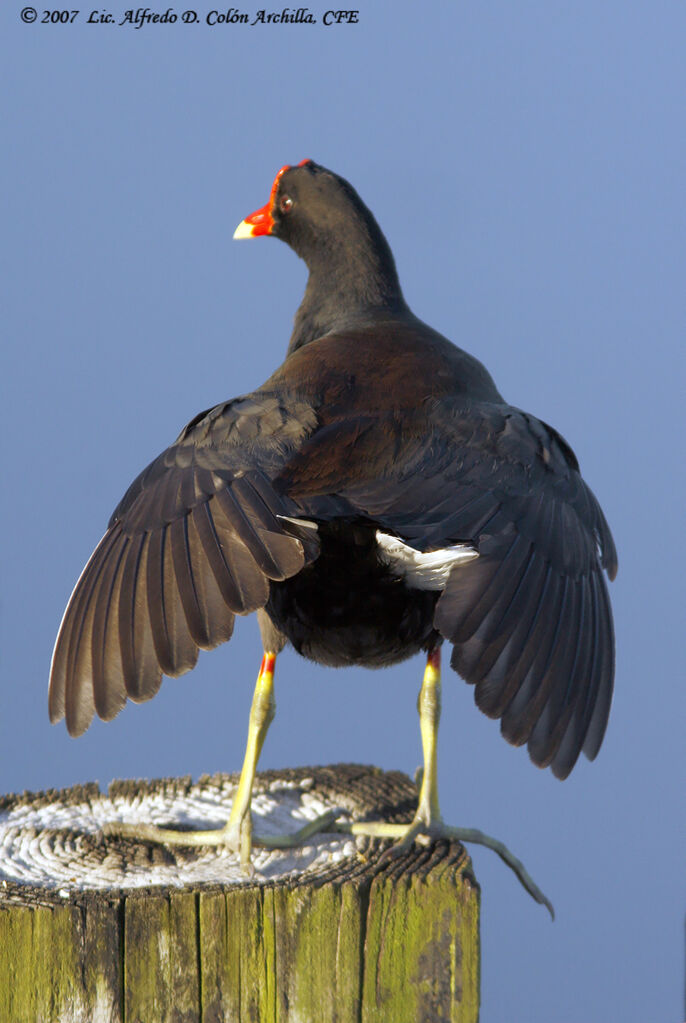 Common Moorhen