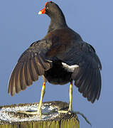 Common Moorhen