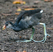 Gallinule poule-d'eau