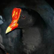 Gallinule poule-d'eau