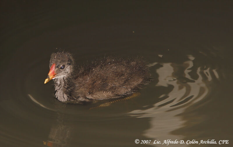 Gallinule poule-d'eaujuvénile