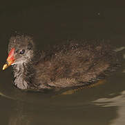 Gallinule poule-d'eau