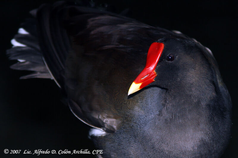 Common Moorhen