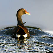 Gallinule poule-d'eau