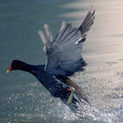 Gallinule poule-d'eau