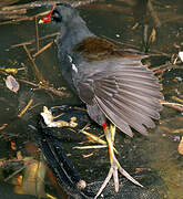 Gallinule poule-d'eau