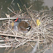 Common Moorhen