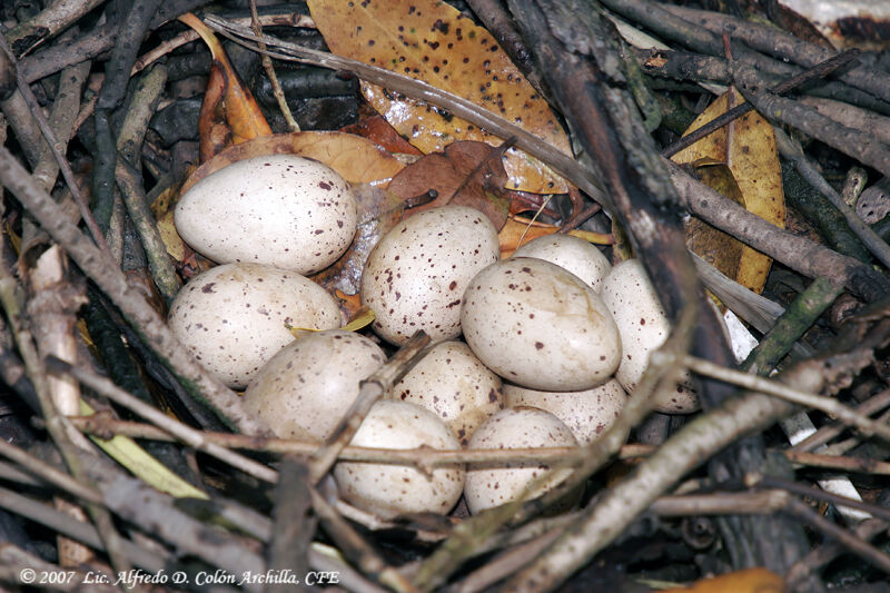 Common Moorhen