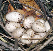 Common Moorhen