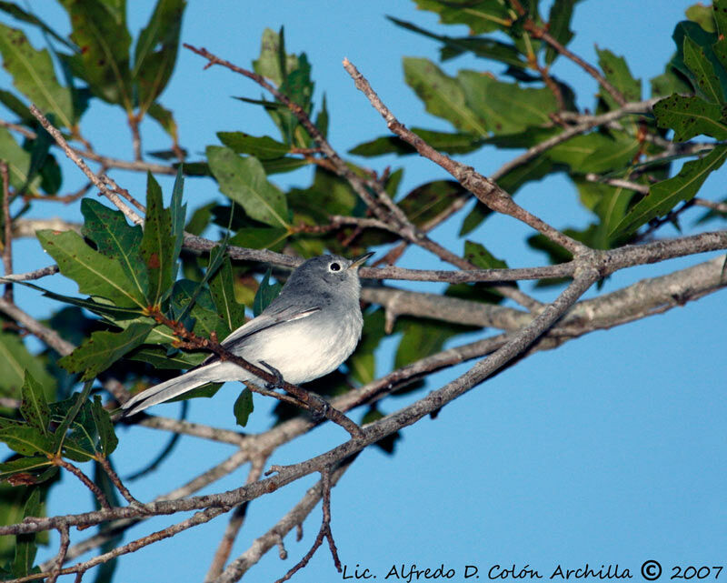 Gobemoucheron gris-bleu