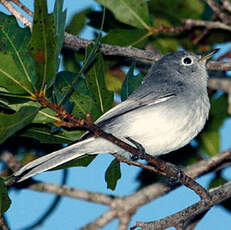 Gobemoucheron gris-bleu