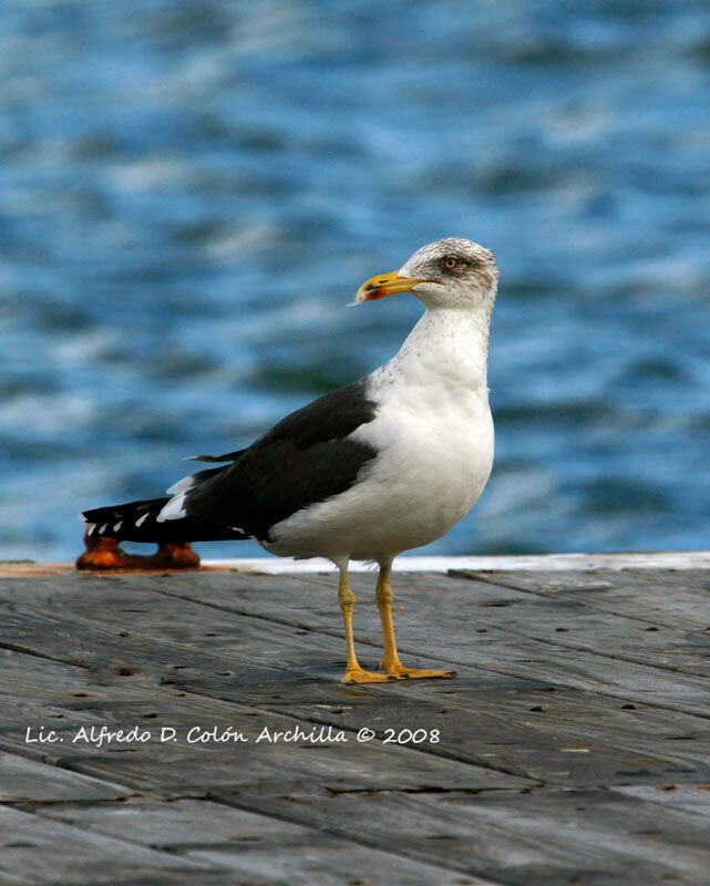 Lesser Black-backed Gull