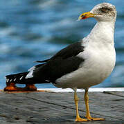 Lesser Black-backed Gull