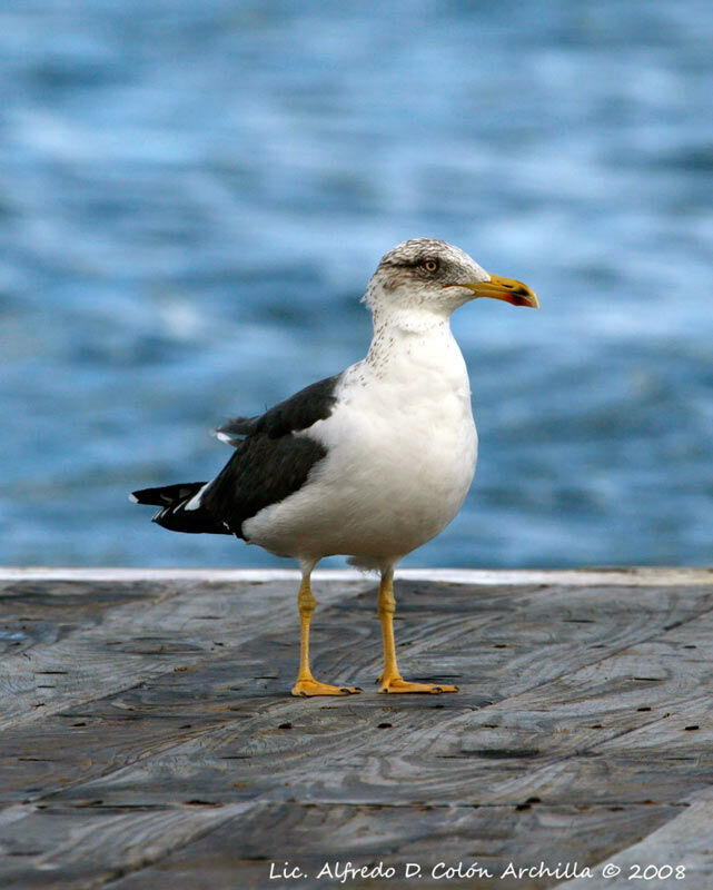 Lesser Black-backed Gull