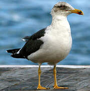 Lesser Black-backed Gull