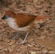 Great Antshrike