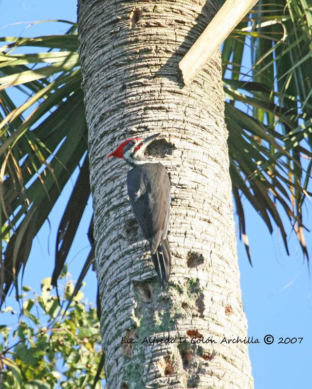 Pileated Woodpecker male