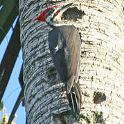 Pileated Woodpecker