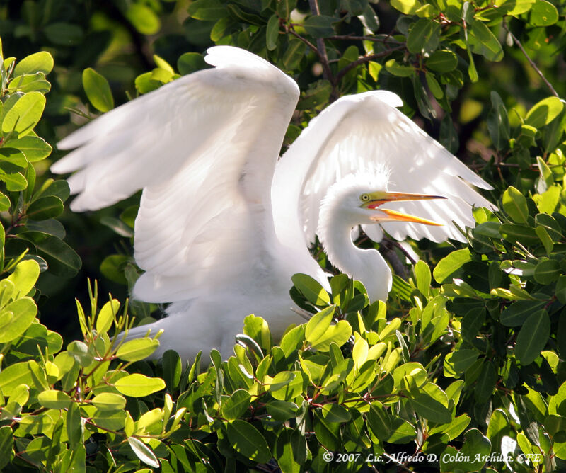 Great Egret