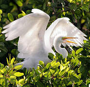 Grande Aigrette