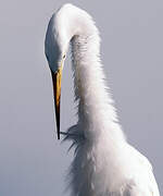 Grande Aigrette