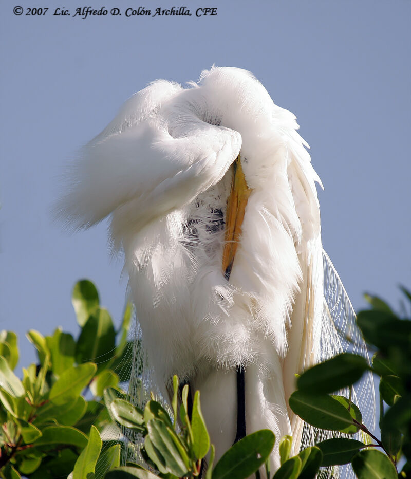 Great Egret