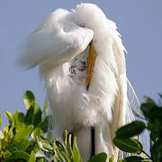 Grande Aigrette