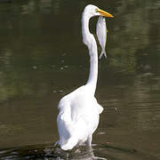 Grande Aigrette