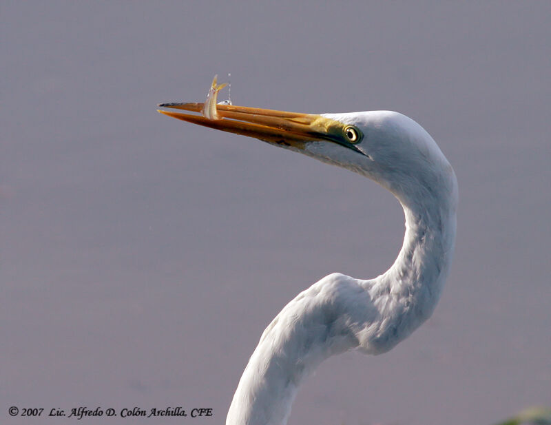 Great Egret