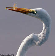 Great Egret