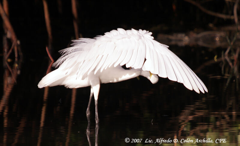 Grande Aigrette