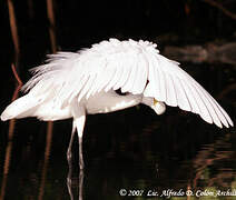 Grande Aigrette