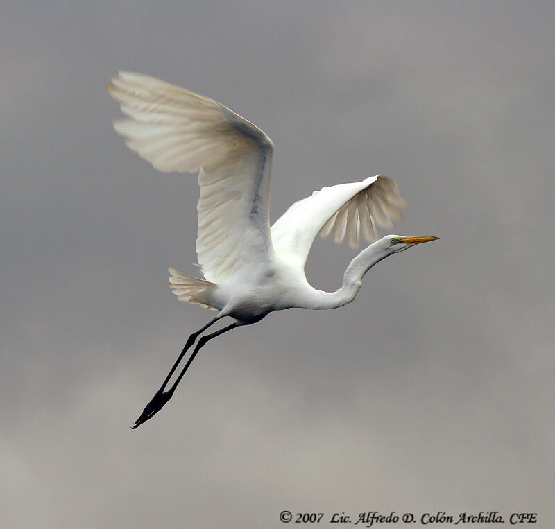 Grande Aigrette