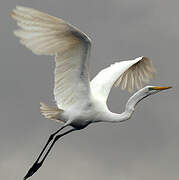 Grande Aigrette