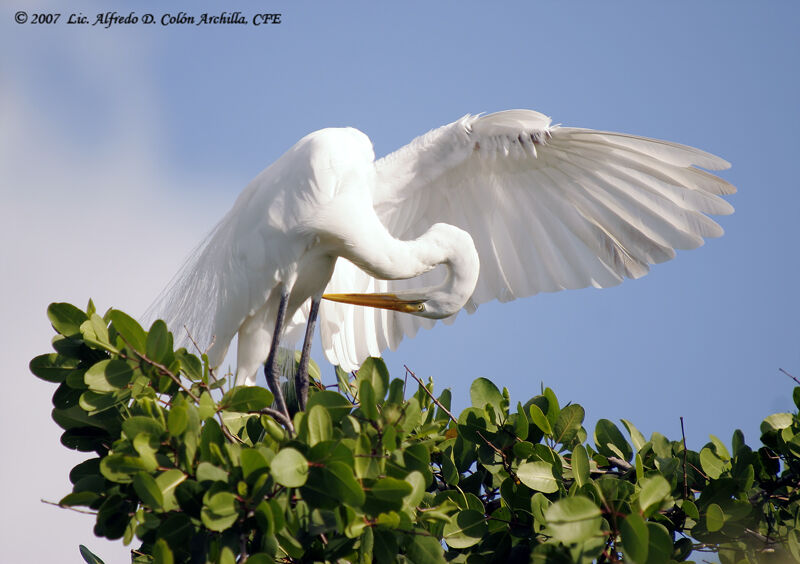 Great Egret