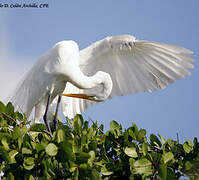 Grande Aigrette