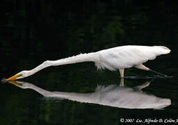 Grande Aigrette