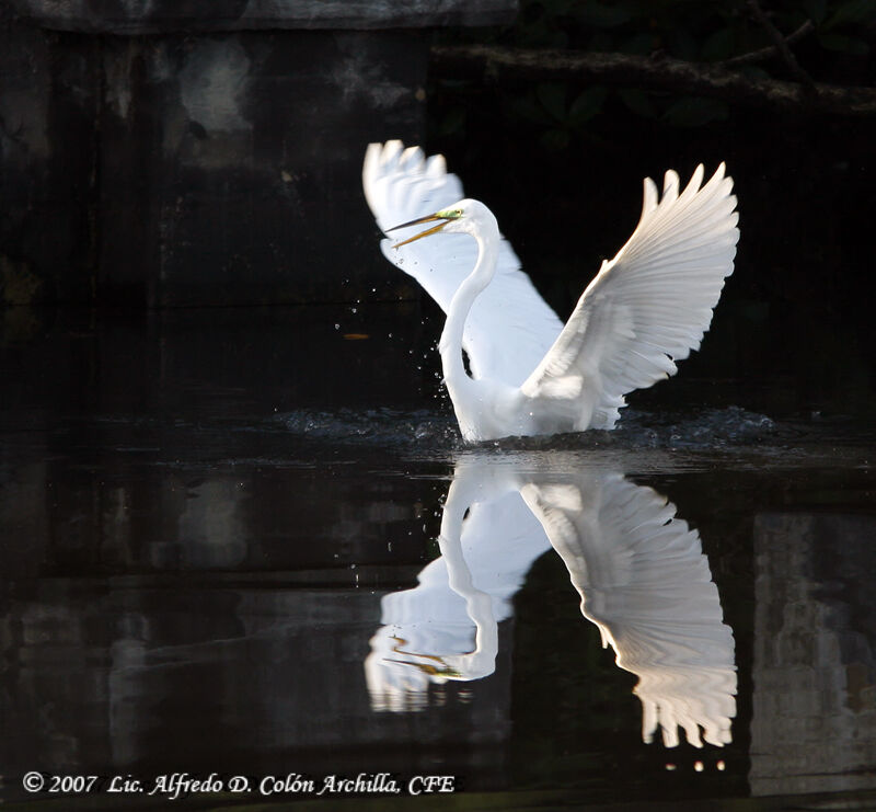 Great Egret