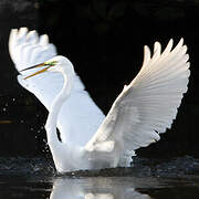 Grande Aigrette