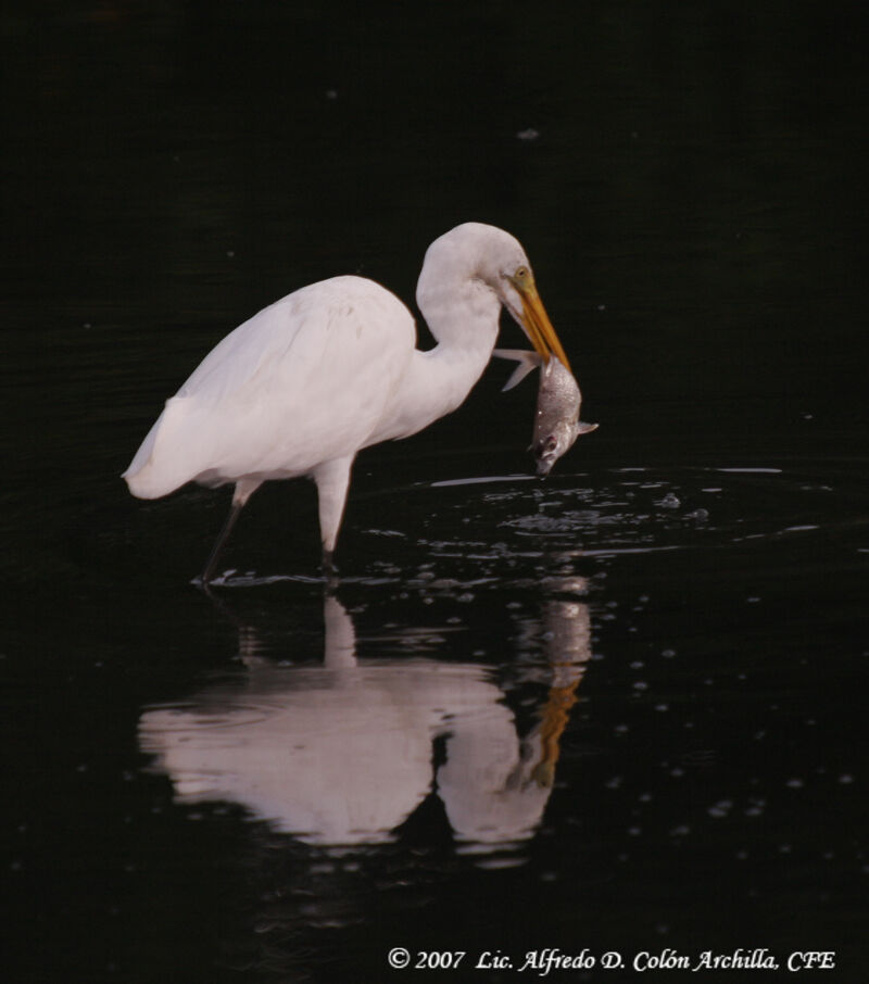 Grande Aigrette