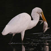 Grande Aigrette