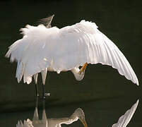 Grande Aigrette