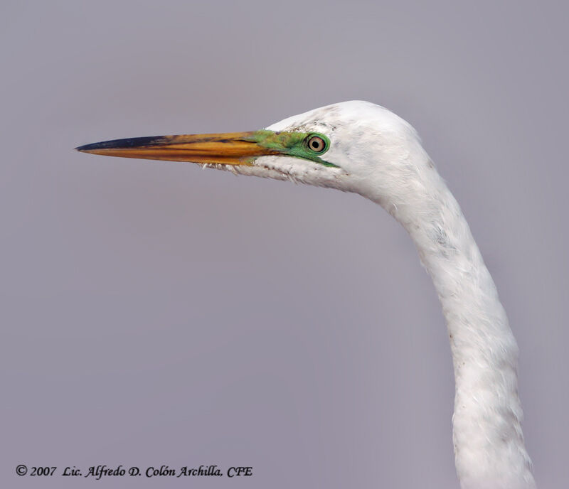 Great Egret