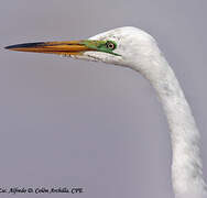 Great Egret