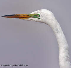 Grande Aigrette