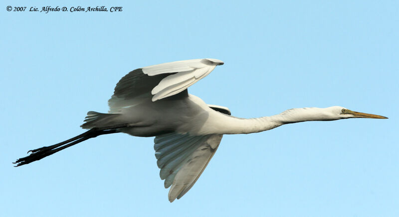 Grande Aigrette