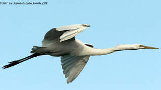 Grande Aigrette