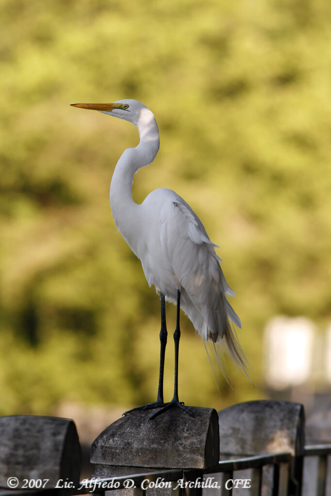 Grande Aigrette