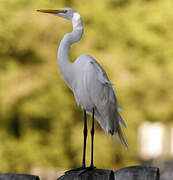 Grande Aigrette